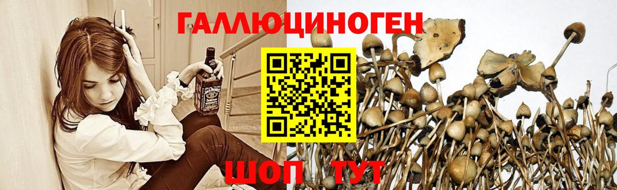 Псилоцибиновые грибы Cubensis  Вход с VPN  Кохма  Галлюциногенные грибы Cubensis 